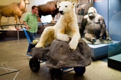 Eisbaer-Knut-im-Naturkundemuseum