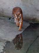 tiger zoo wasser