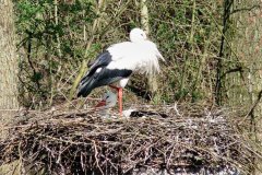 storch 1